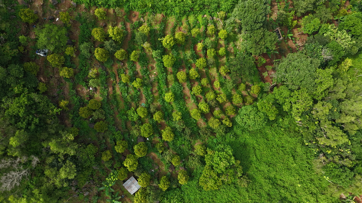 Buah-buahan natural Nggon.id