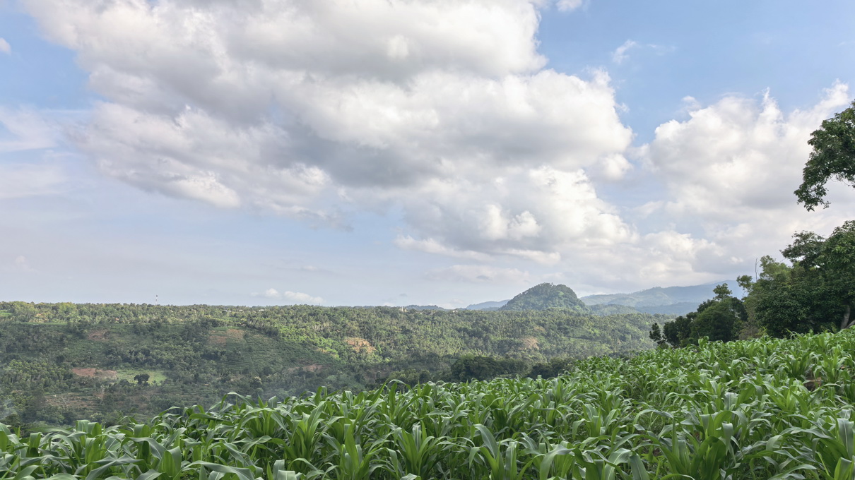 Kehidupan alam di Nggon.id