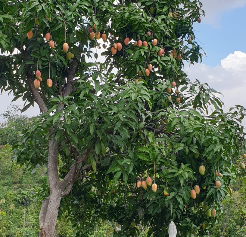 Mangga Perjalanan Alam