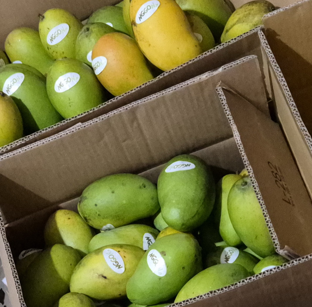 Mangga Hasil Natural