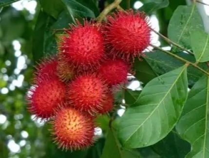 Rambutan