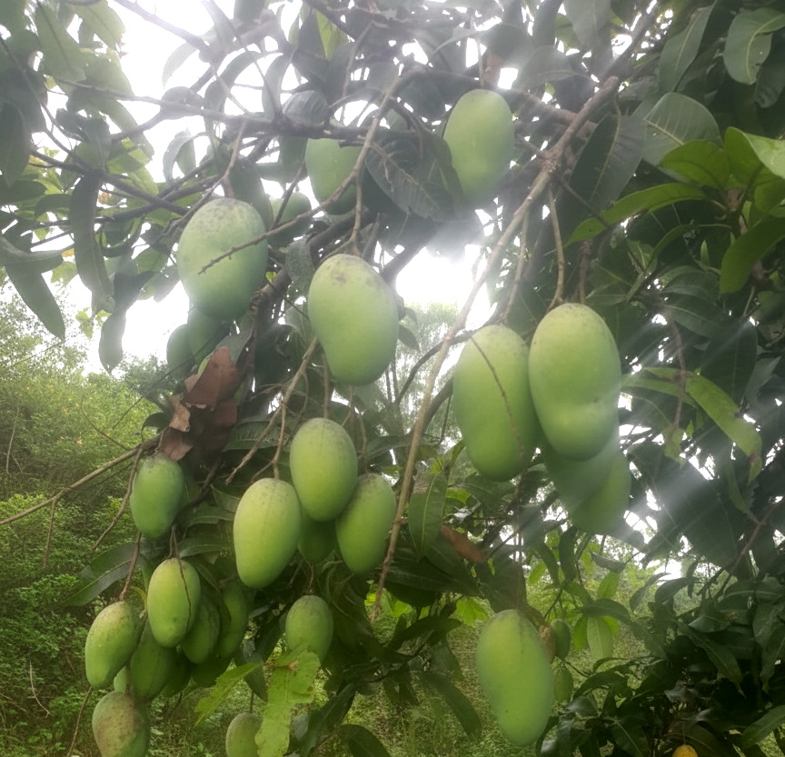 HasilAlamBukit Songgong